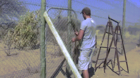 Animals Bond With Humans When Fear Is Removed