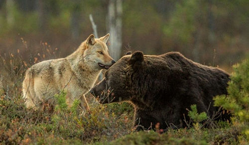 When Russian Bear And German Wolf Unite, Europe Will Be At Peace
